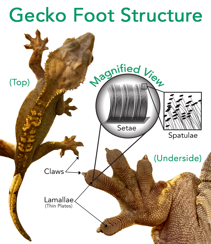 Gecko Image